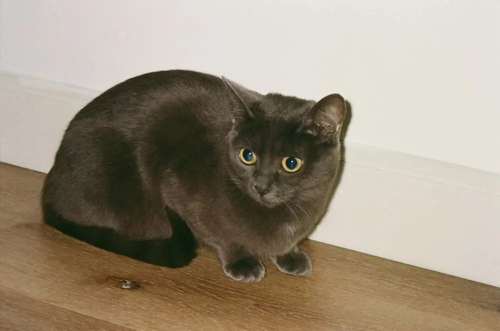 Photo of a grey cat lying on a wooden floor, looking at the camera.